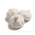 Supply Chinese White Fresh Garlic Price